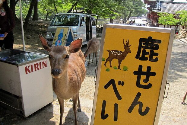 Un cerf sika à Nara au Japon © Wally Gobetz/Flickr