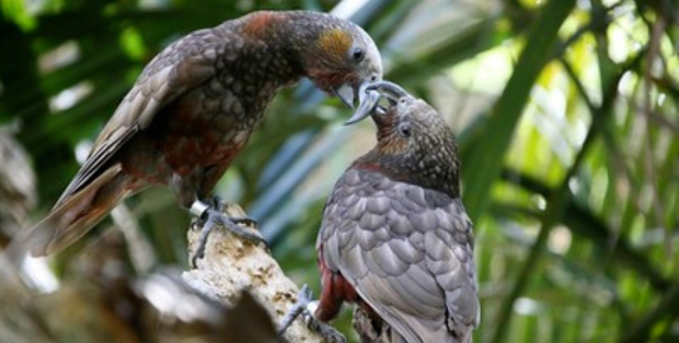 Le kākā (ou Nestor Superbe, un perroquet néo-zélandais) prend ses quartiers à Wellington - Flickr