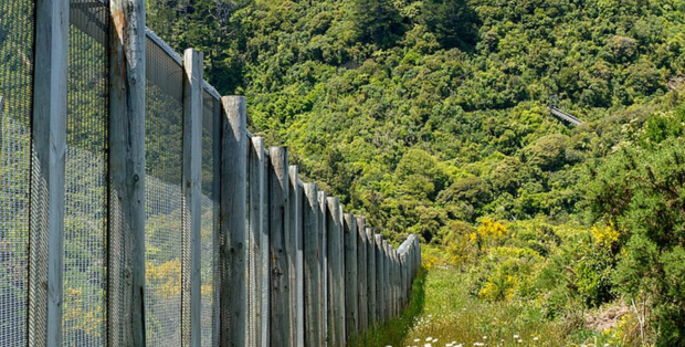 Aperçu de la clôture anti-prédateurs à Zealandia - Judi Lapsley Miller/Wikipédia