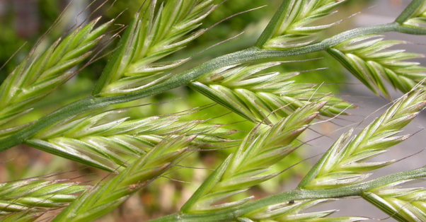 Italian ryegrass (ray-grass d’Italie) ©flickr 