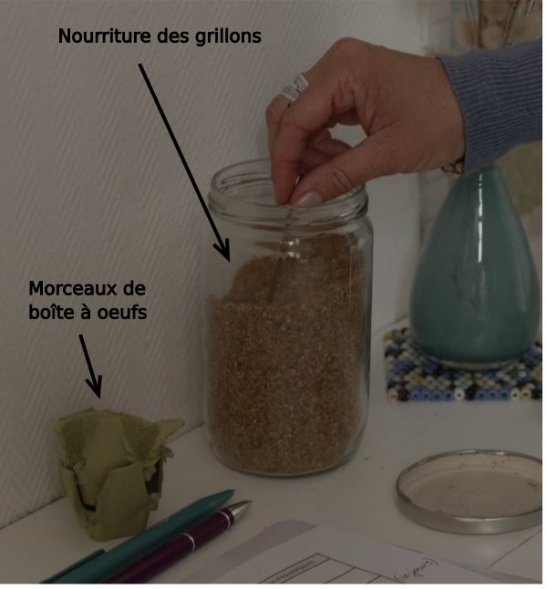 Tutoriel “Biosphère Urbaine : Filière élevage de grillons comestibles” © Biosphère Expérience